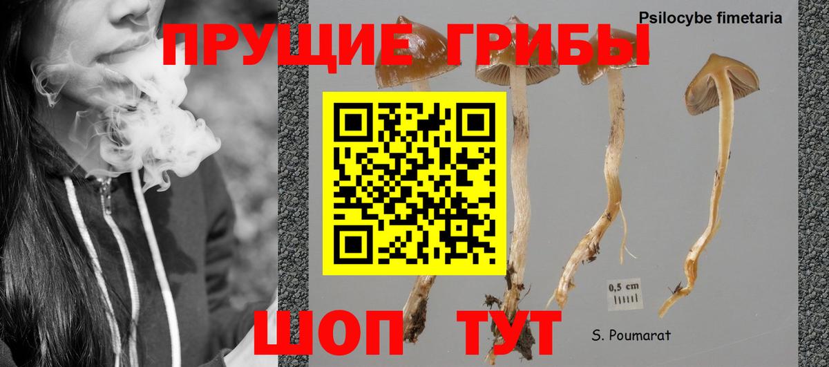 Канаш  Псилоцибиновые грибы Psilocybe  Вход с VPN 